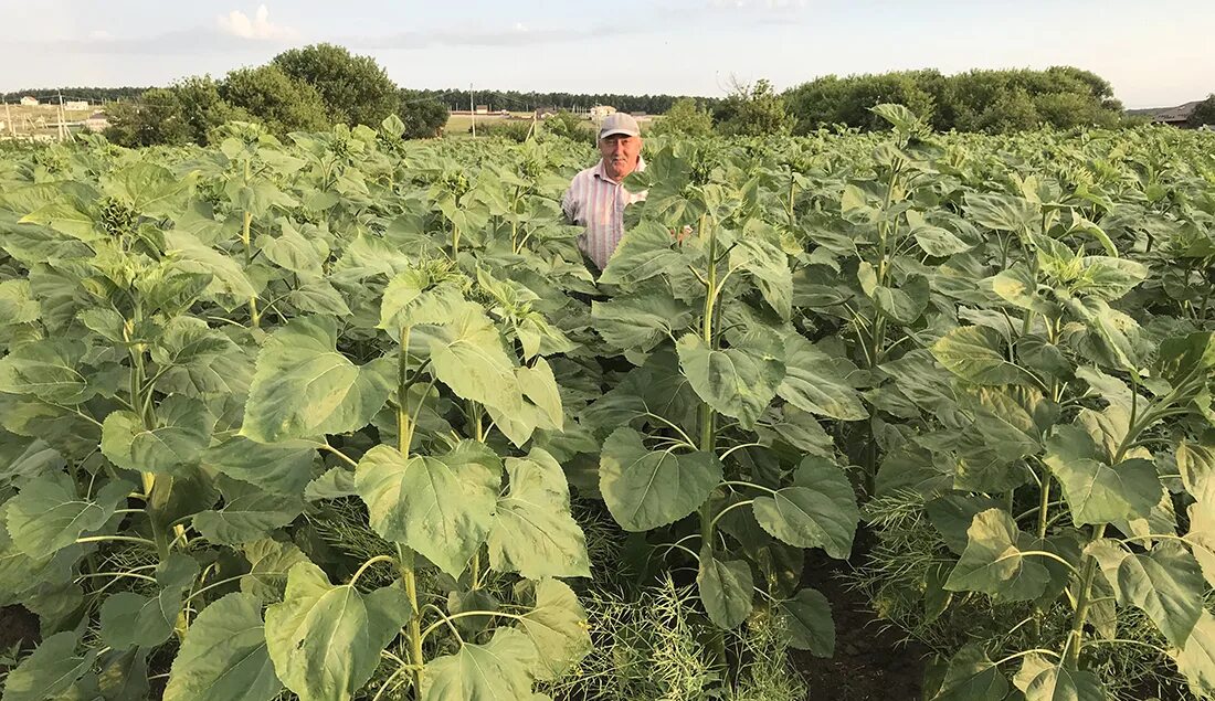 сельхозкультуры в рязанской области. госреестр сортов сельскохозяйственных культур 2023. сельское хозяйство якутии. агроном якутии. госреестр сортов сельскохозяйственных культур 2023.