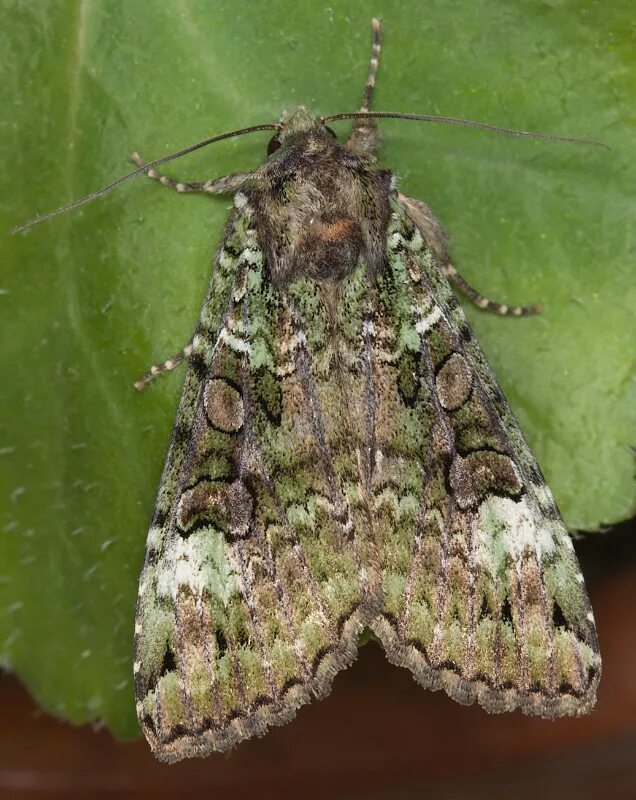 Совка большая полевая. Совка большая. Apamea monoglypha гусеница. Apamea monoglypha. Совка земляная серая (eurois occulta (linnaeus 1758)).