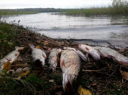 Рыбалка в ленинградской и карелии