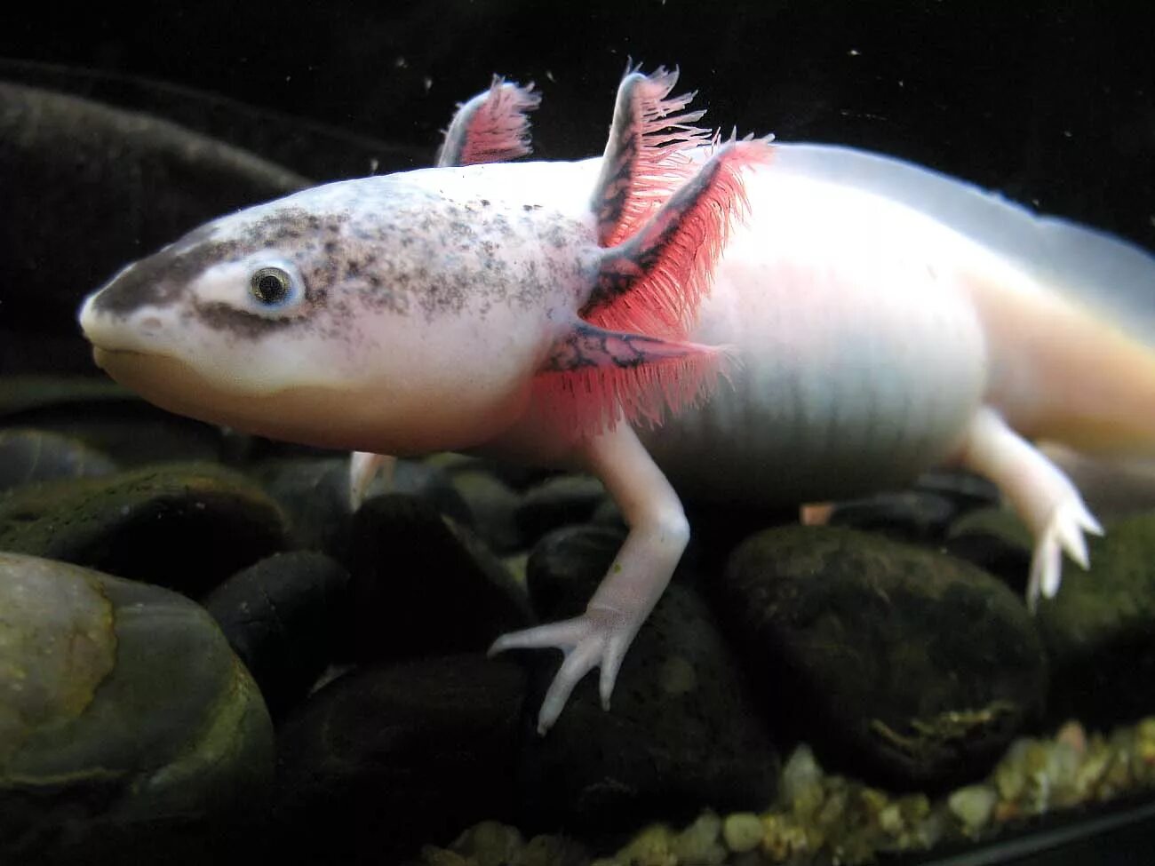 аксолотль альбинос золотой. аксолотль москвариум. мексиканская саламандра аксолотль. аксолотль альбинос. рыба лунтик аксолотль.