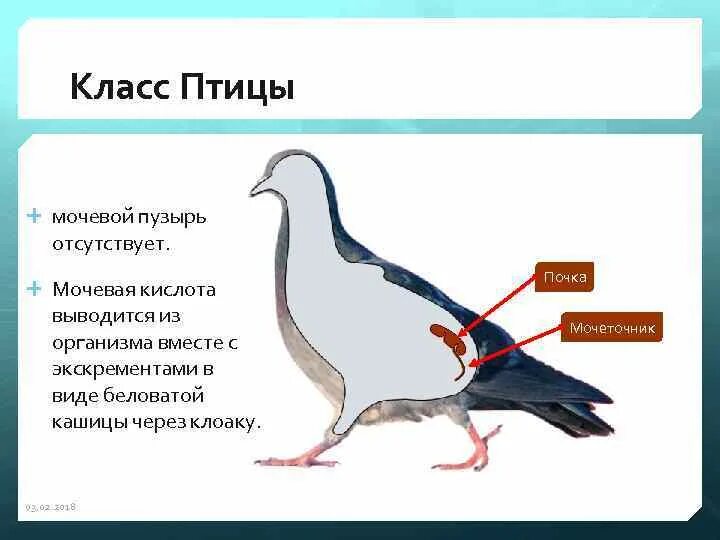 У каких классов животных отсутствует мочевой пузырь