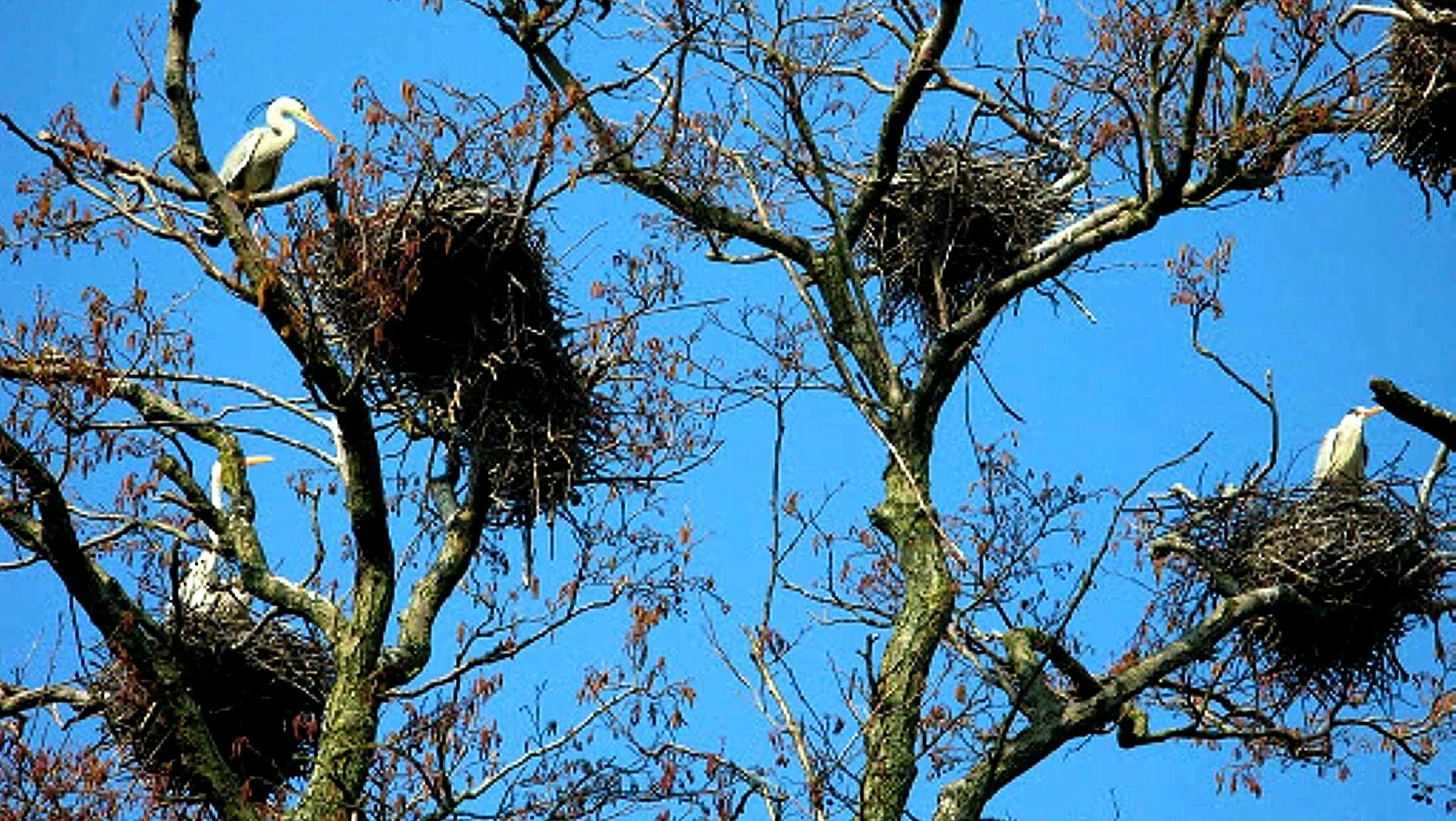 Какие птицы гнездятся. Колония серых цапель Куршская коса. Гнездо Цапли. Гнездо на дереве. Гнездование птиц.