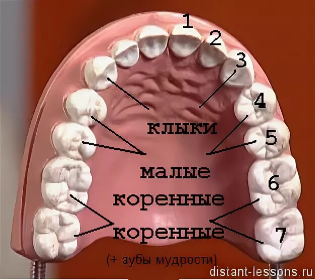 6 зуб снизу. Зубы человека. Расположение зубов восьмерки. Расположение зубов мудрости у человека.