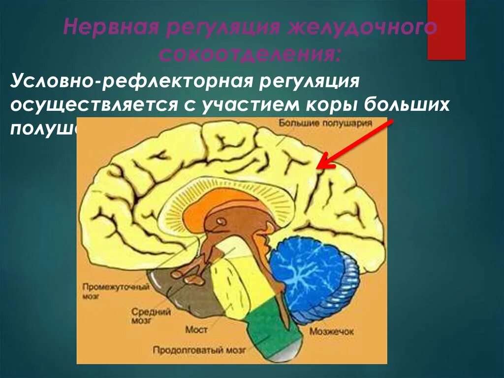 Условно рефлекторная регуляция. Условно рефлекторная память. Условно-рефлекторной. Рефлекторная регуляция осуществляется при участии.