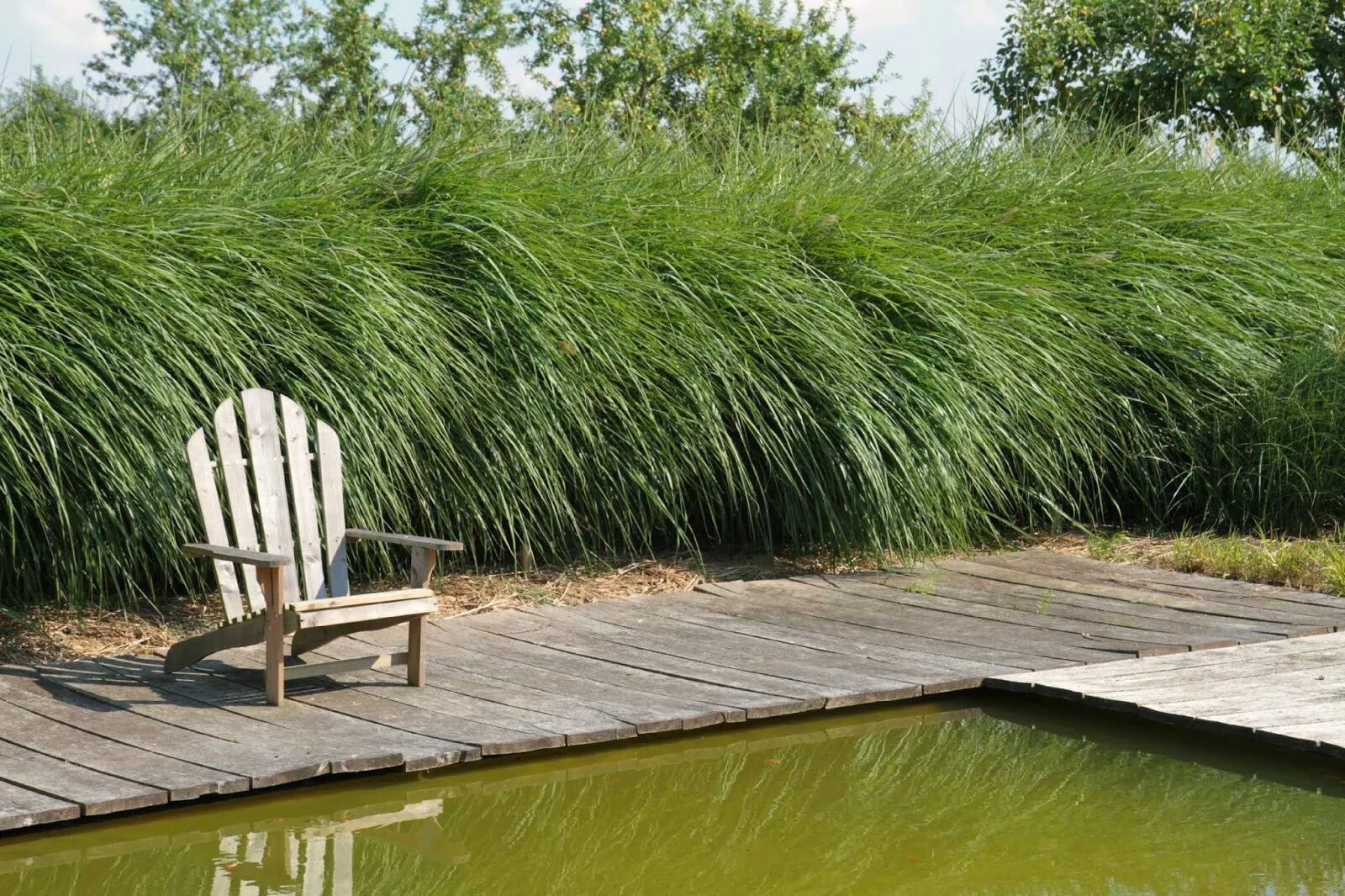 Душистые травы. Пряно-ароматические растения. Растения укрепляющие. Геопластика подпорные стены. Влияние комнатных растений на здоровье человека проект.