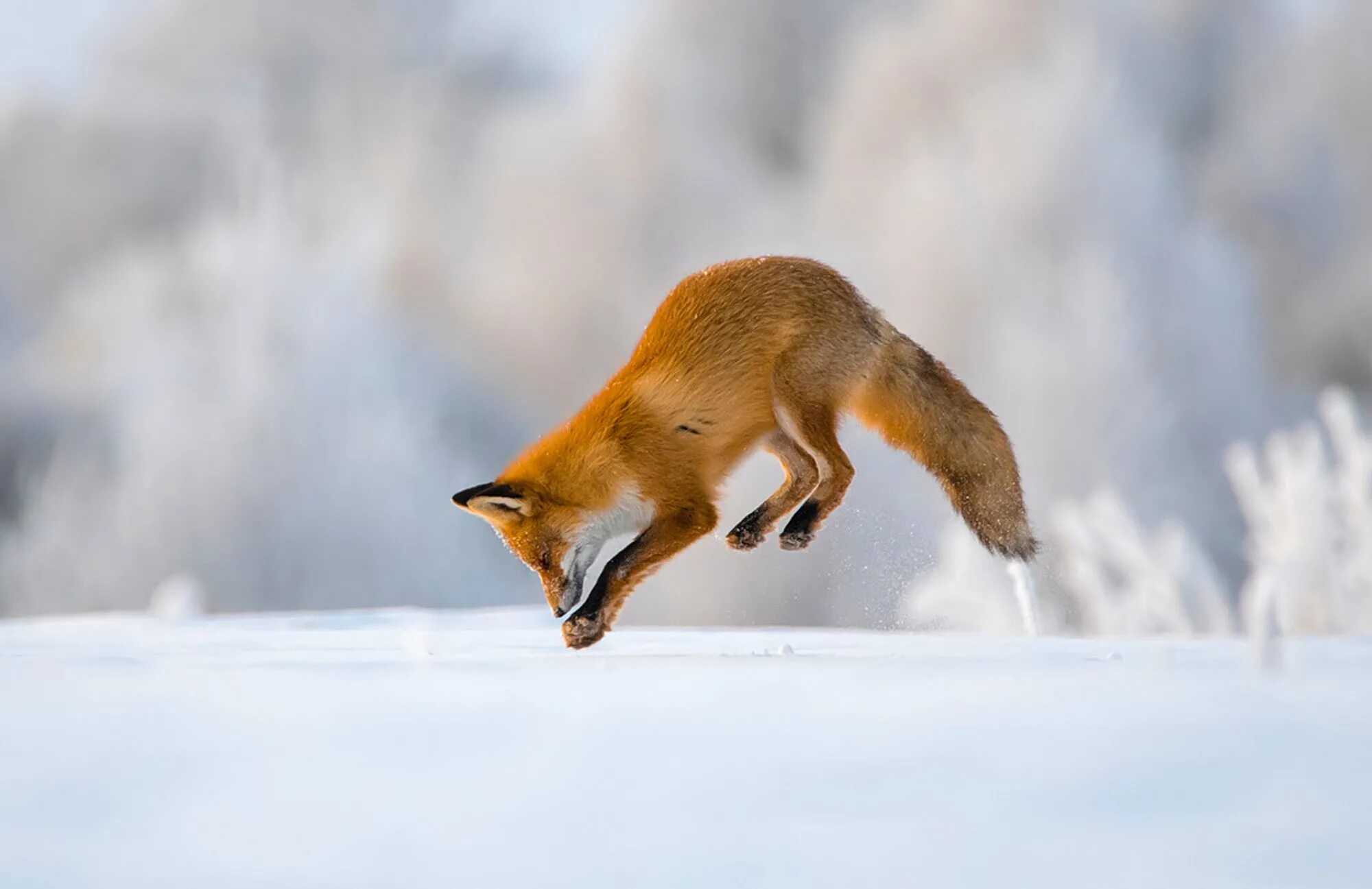 Лиса обыкновенная мышкует. Лиса рыжая мышкует. Лиса прыгает. Лис мышкует. Лиса обыкновенная мышкует.