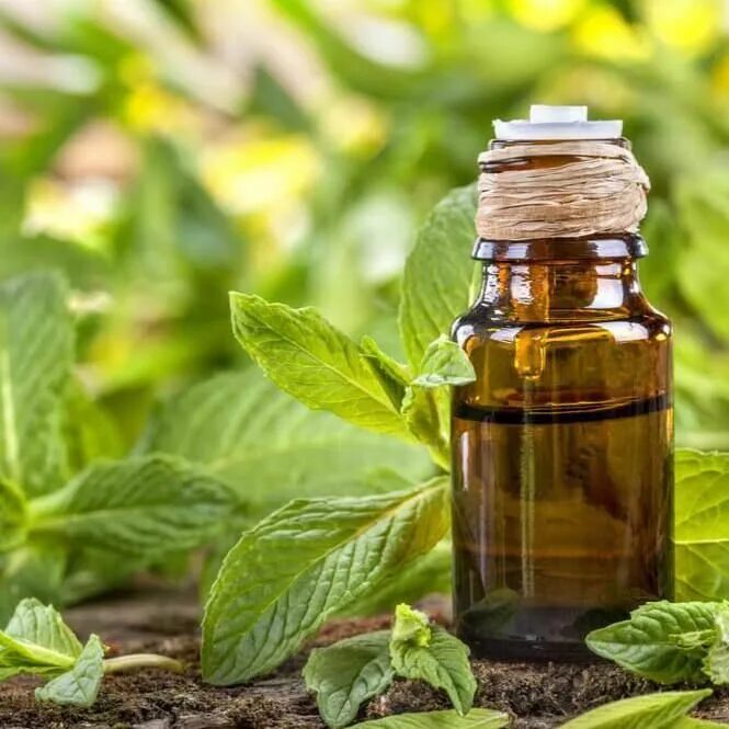 Эфирные масла. Аспера масло эф. Menthol oil. Эфирное масло ментола. Menthol oil.