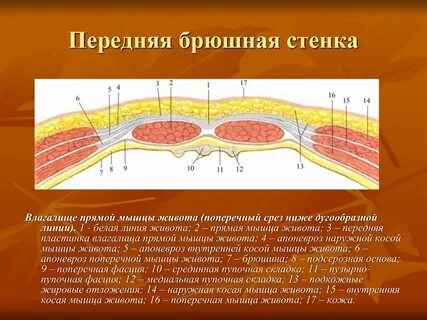 Послойное строение передней брюшной стенки