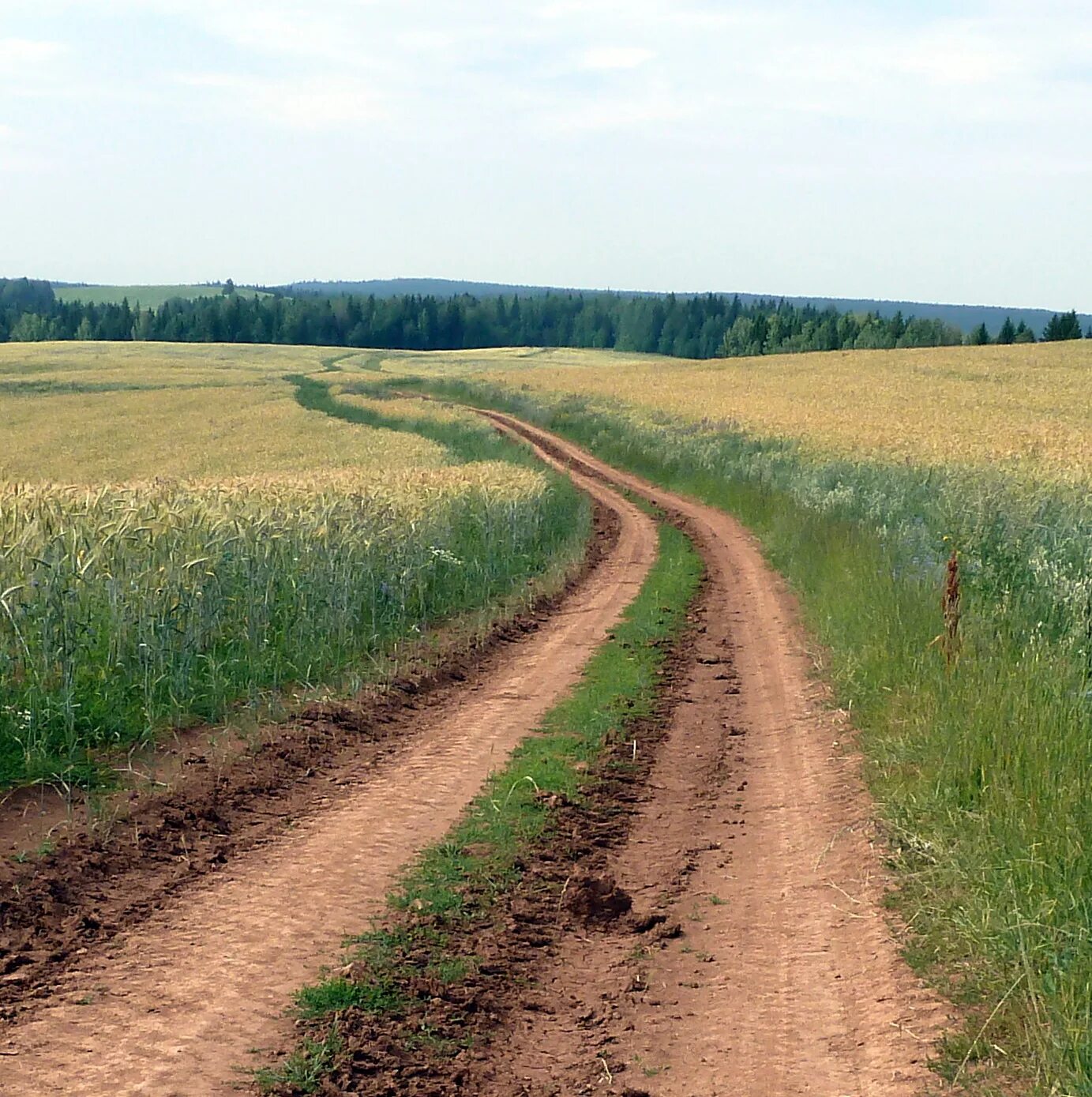 Поле у дороги. Ржаное поле дорога. Рожь дорога. Дорога во ржи. The road in the rye