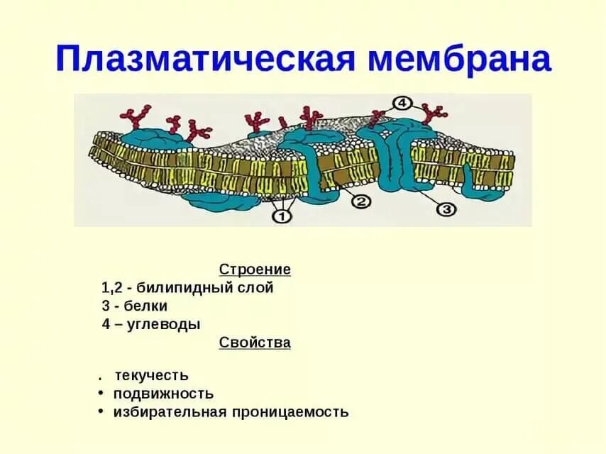 Основное свойство плазматической. Плазматическая мембрана структура и функции. Строение плазматической мебр. Пластическая мебмрана строение. Схема строения плазматической мембраны клетки.