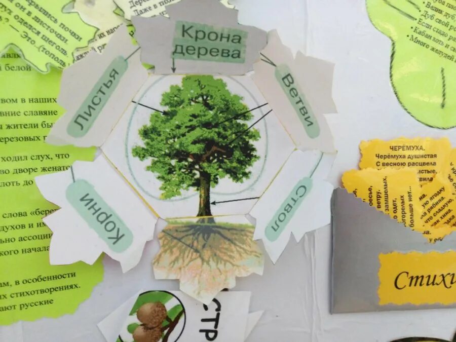 лэпбук по экологии деревья. лэпбук деревья. лэпбук хвойные деревья для дошкольников. лэпбук деревья. лэпбук на тему деревья для детского сада.