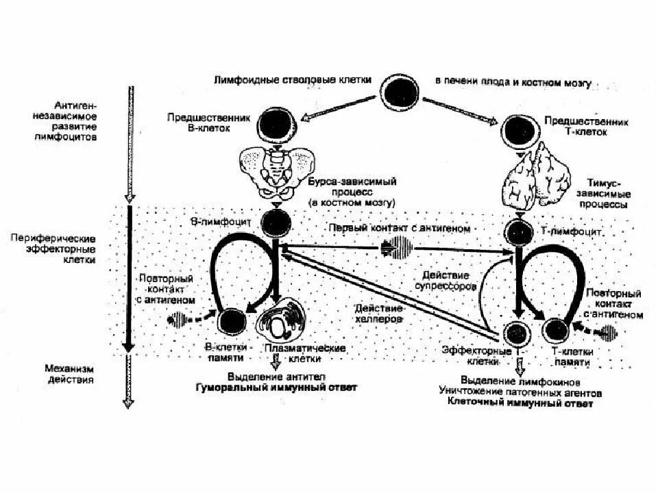 Схема образования т и в лимфоцитов. Схема дифференцировки в лимфоцитов. Схема иммунитета т лимфоциты в лимфоцитов. Жизненный цикл лимфоцитов образование. Т лимфоциты образуются в
