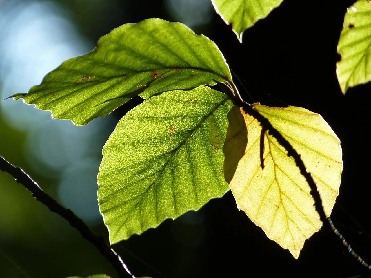 Leaves on the back. Бук листья. Листья деревьев. Листок дерева. Бук дерево листья.