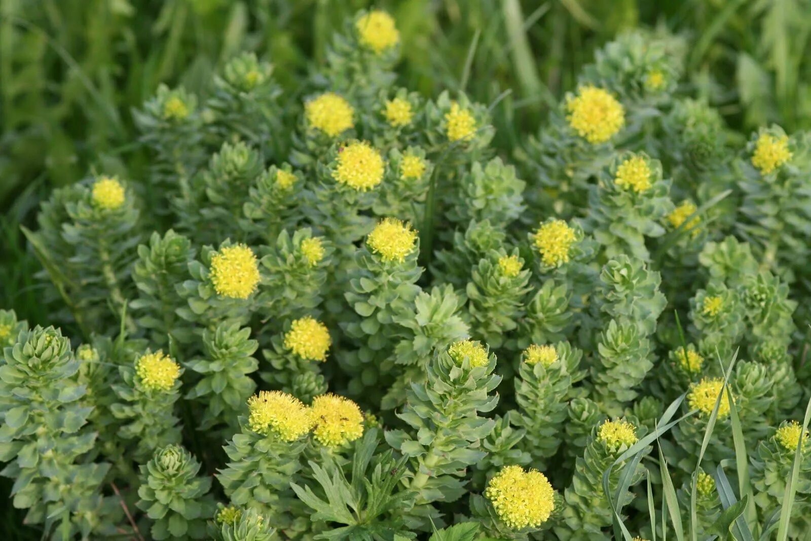 Золотой корень родиола. Родиола розовая цветок. Родиола розовая - Rhodiola rosea l.. Баргузинский заповедник родиола розовая.