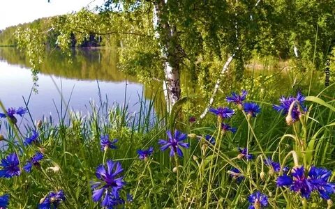Васильков д г