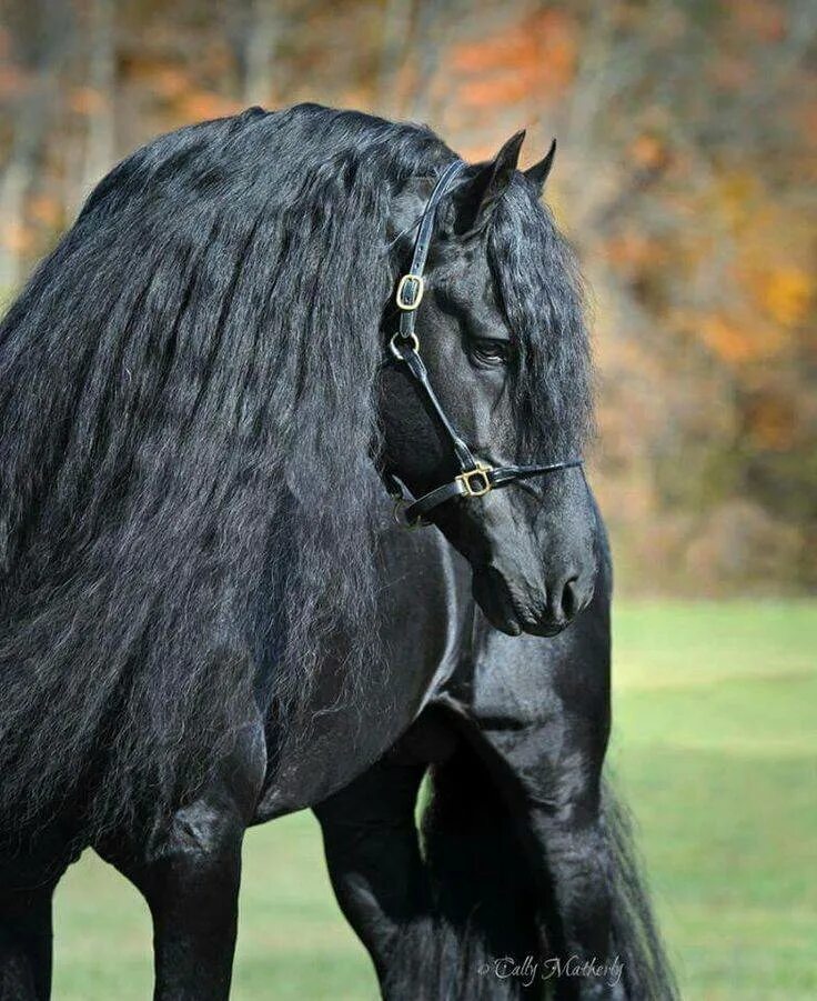 Лошадь породы фриз. Фризская порода. Фризская лошадь Фризская лошадь. Friesian порода лошадей-. Фризская лошадь черная Жемчужина.