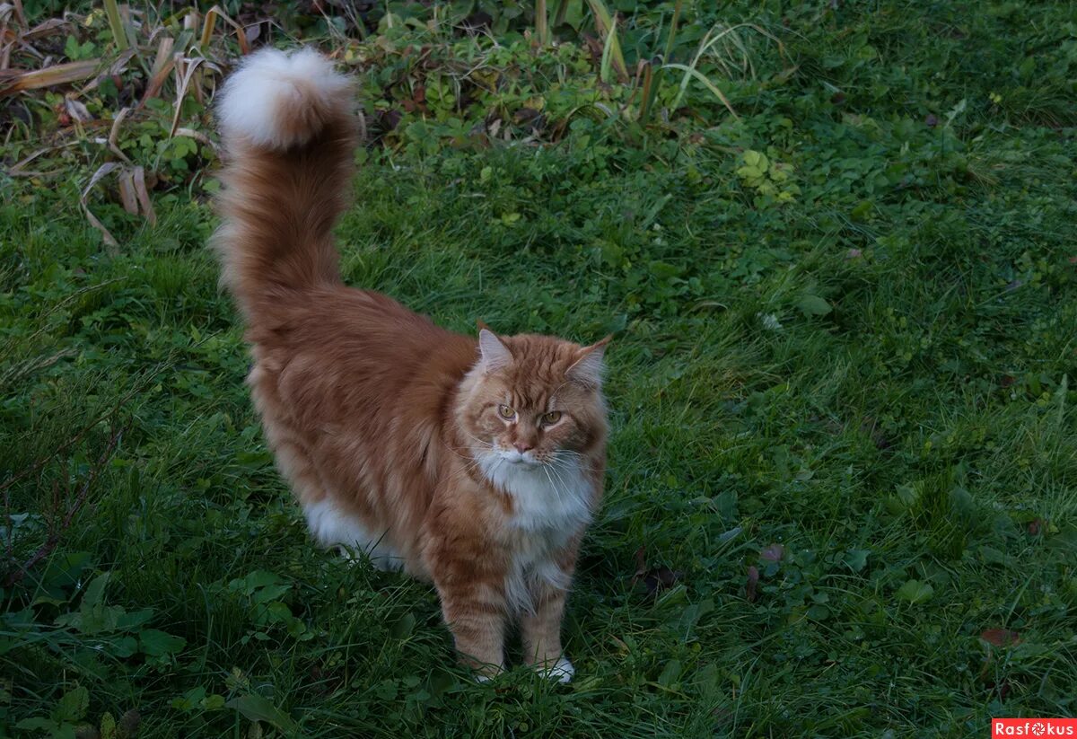 бело рыжий пушистый кот. сибирская кошка рыжая с белым. рыже белая пушистая кошка. рыжие пушистые коты.