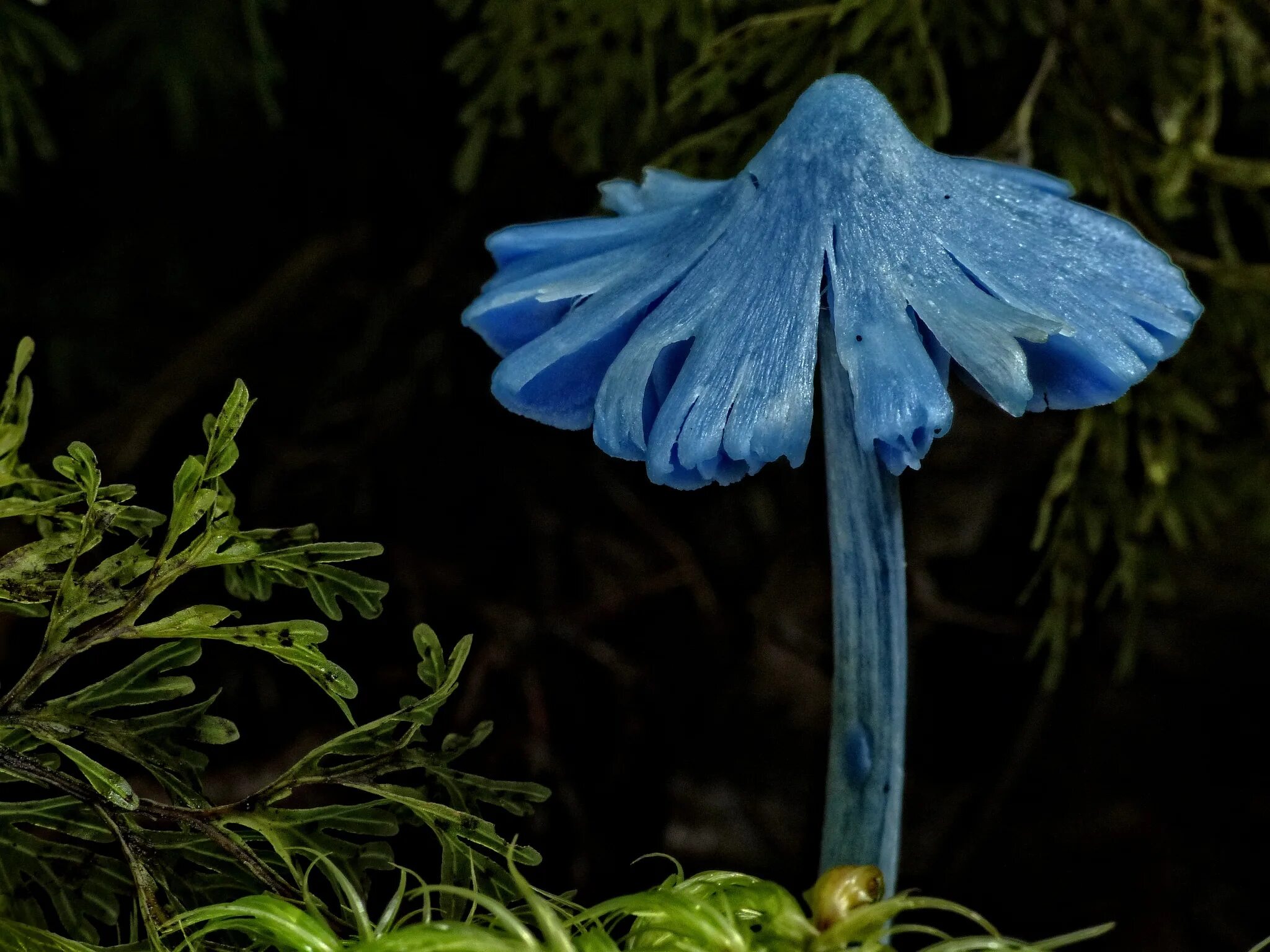 Живой синий гриб. Голубой гриб Entoloma hochstetteri. Гриб голубая Мицена. Энтолома голубая. Мицена синяя.