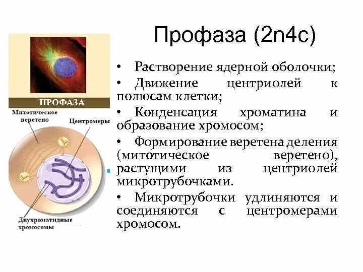 Сокращение микротрубочек конденсация хромосом образование