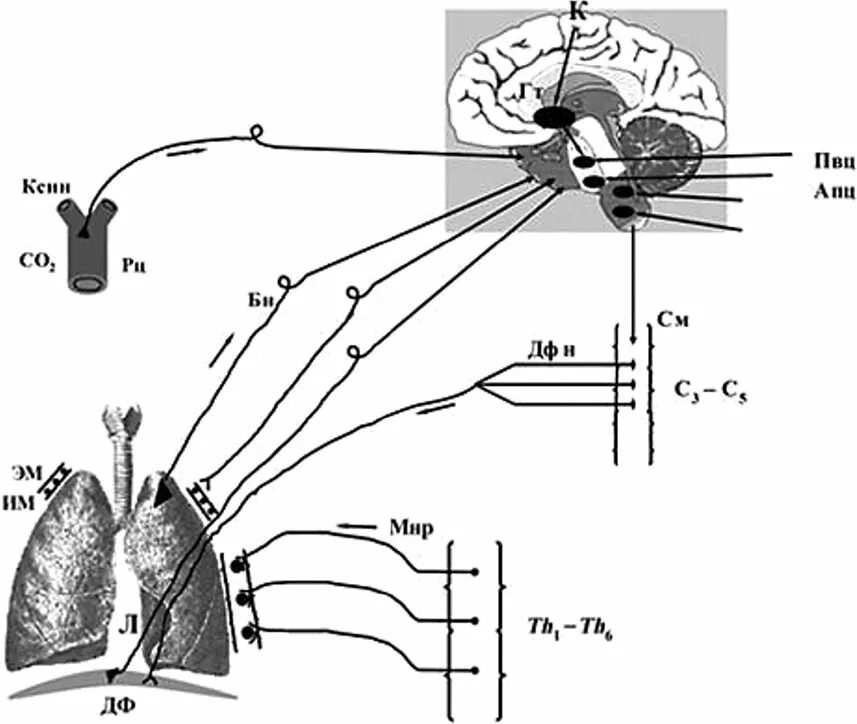 Рефлекс Гейманса схема. Рефлекторная регуляция опыт Гейманса. Рефлекторная дуга дыхания схема. Схема дыхательного рефлекса.