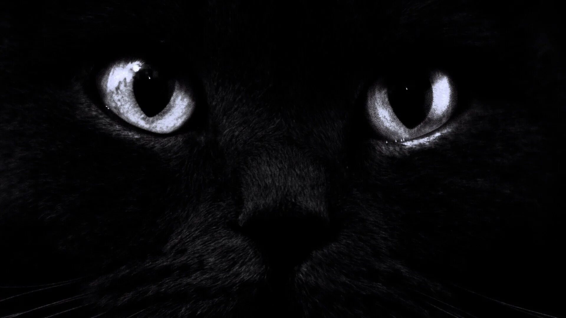 Обои темные черные. Черные обои. Темные обои. Красивые чёрные обои. Чёрный кот.