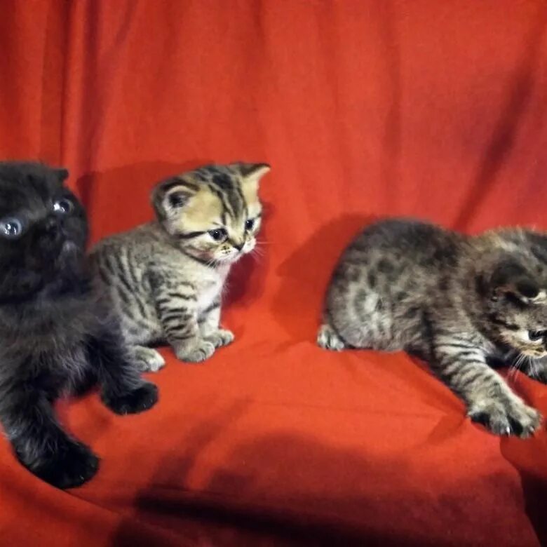 Кот великий новгород. Авито нижний новгород бесплатные объявления котята. Котята в город сургуте. Новгородская кошка. Авито нижний новгород бесплатные объявления котята.