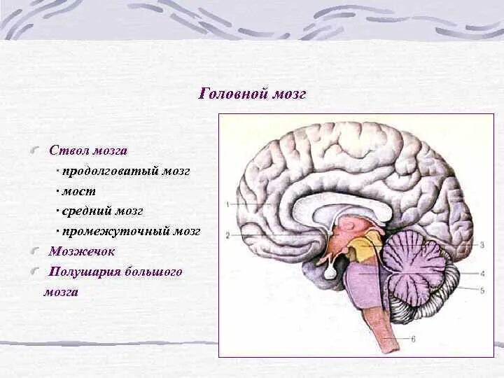 Головной мозг продолговатый мозг. Промежуточный мозг мост продолговатый средний. Головной мозг: ствол мозга и промежуточный мозг. Мост и средний мозг мозга.