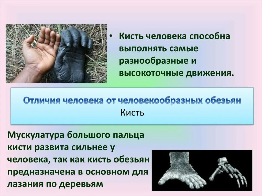 Что отличает человекообразную от человека. Отличие руки обезьяны и человека. Отличия человека и человекообразных обезьян. Различия человека от человекообразных обезьян. Кисть обезьяны и человека.