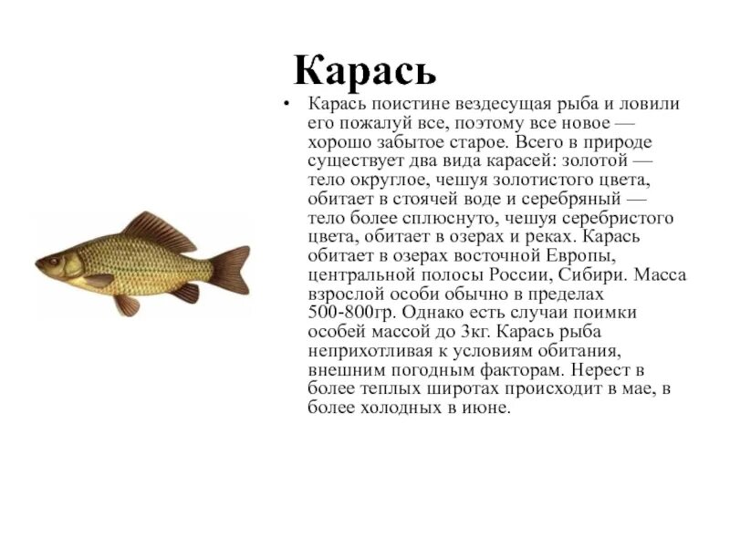 Золотой карась. Автор произведения карась рыба смирная. Карась. Карась обыкновенный carassius carassius. Серебряный карась.