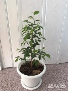 Авито фикус бенджамина
