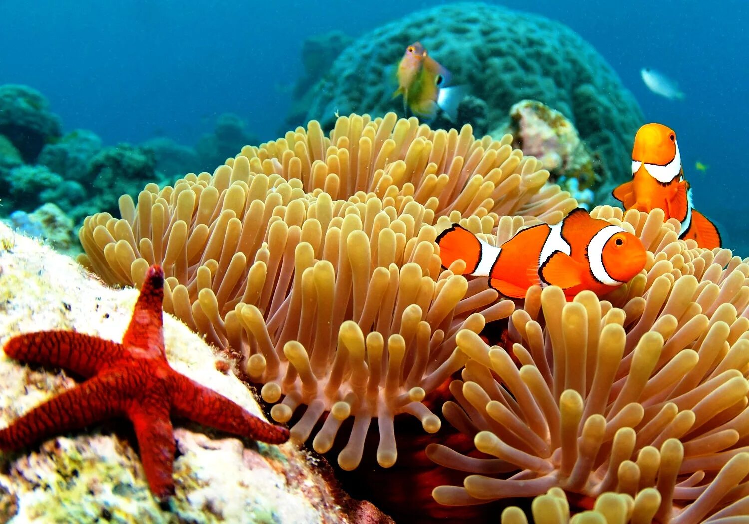 Большой Барьерный риф Австралия. Большой Барьерный риф кораллы. Кораллы большого барьерного рифа Австралия. Большой Барьерный риф Австралия подводный мир.