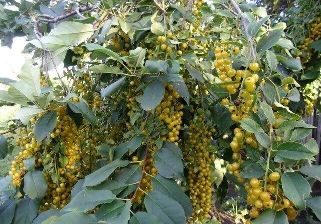 Черёмуха виргинская (Prunus virginiana) желтоплодная . В моей коллекции появилас