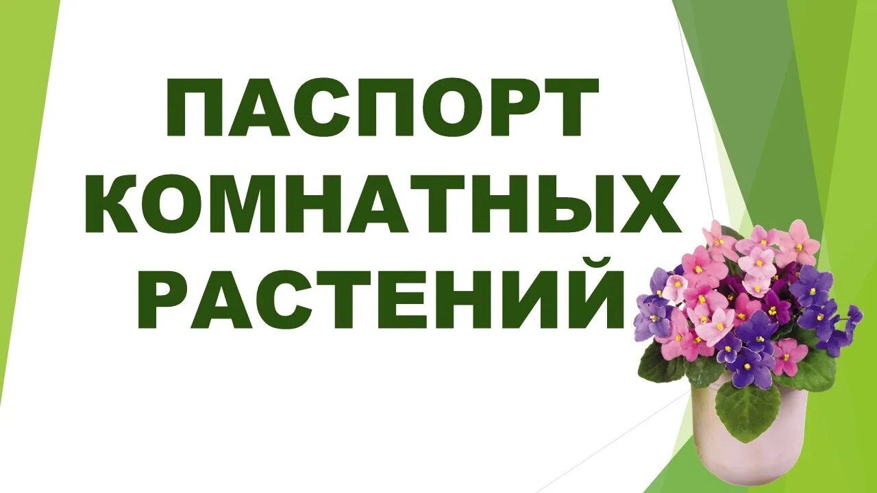 Комнатные цветы старшая группа