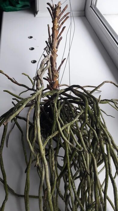 спасти корень. спасти корень. черная гниль у орхидеи фаленопсис. орхидея фаленопсис сгнили корни. здоровые корни фикуса бенджамина.