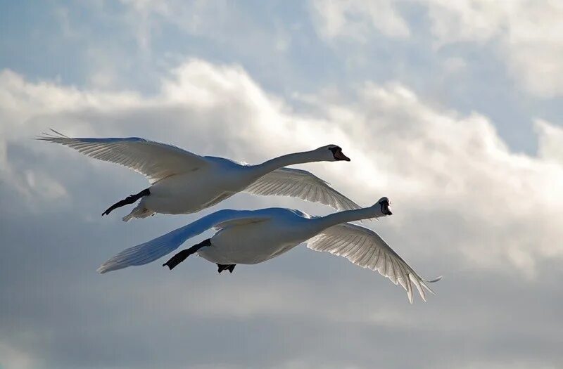 Утка летела 3. Лебеди летят. Лебедь в полете. Журавль в небе. Перелетные птицы в полете.