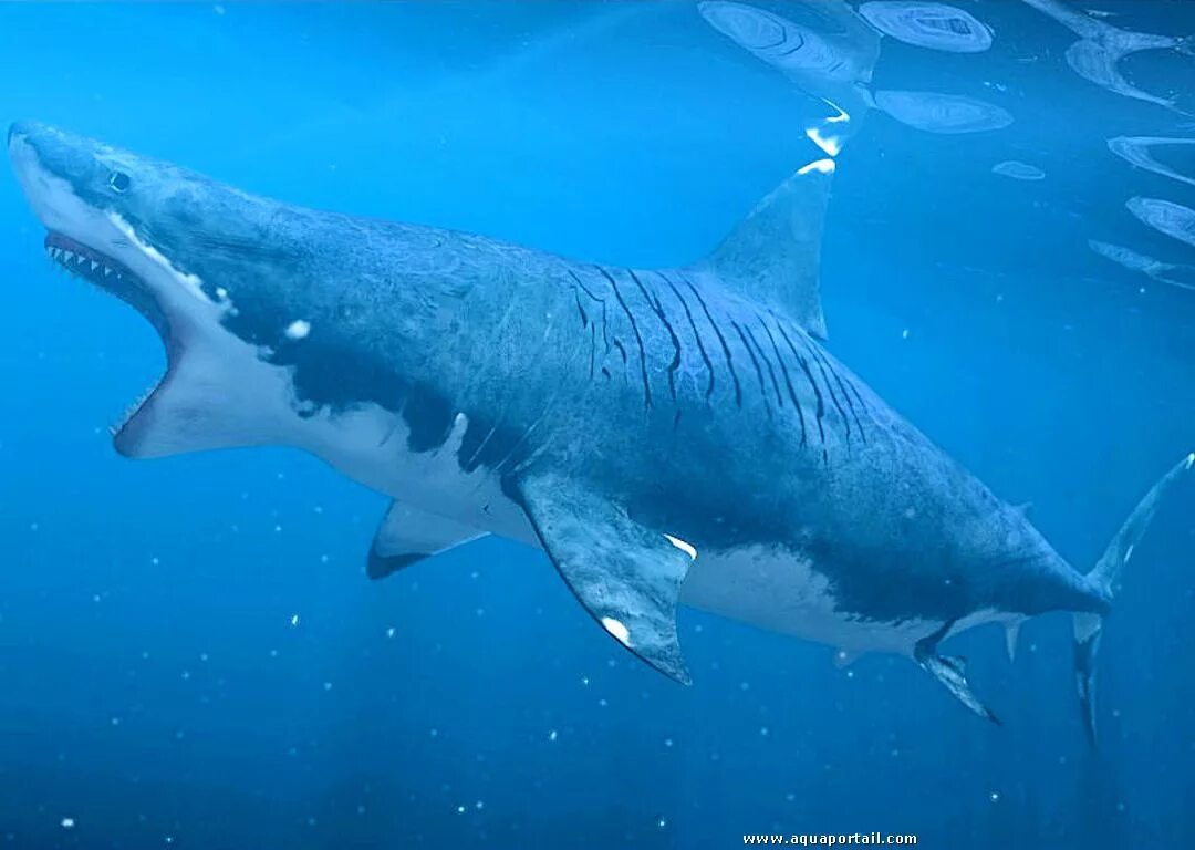 Кархарадон. Акула кархародон. Акула МЕГАЛОДОН. Акула Carcharodon Megalodon. МЕГАЛОДОН И большая белая акула.