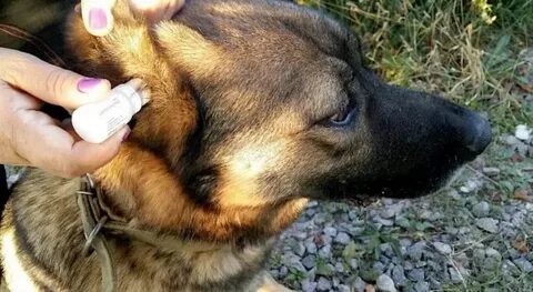 Чем можно помазать уши собаки