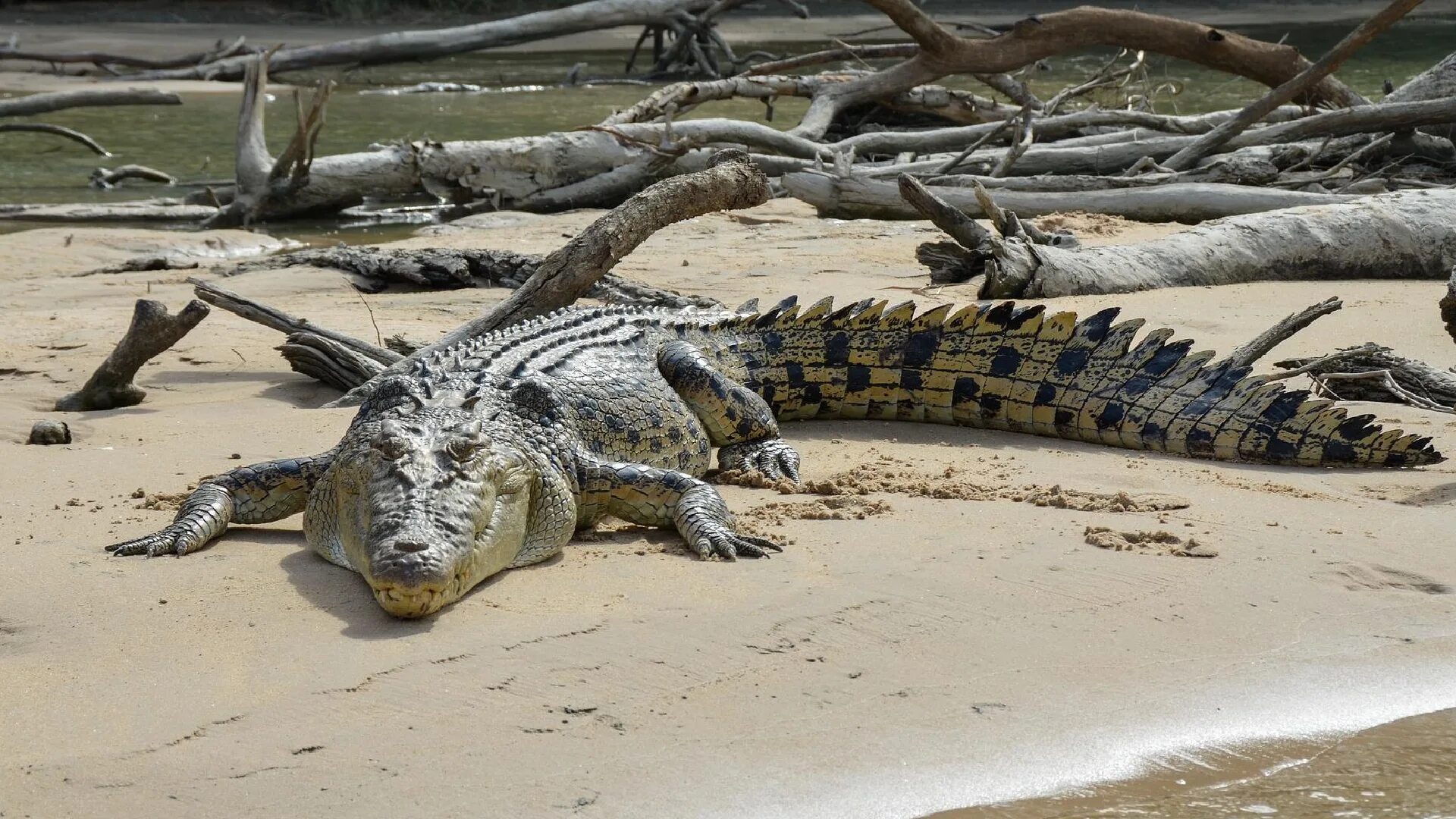 На Бали крокодилы научились заманивать людей в воду