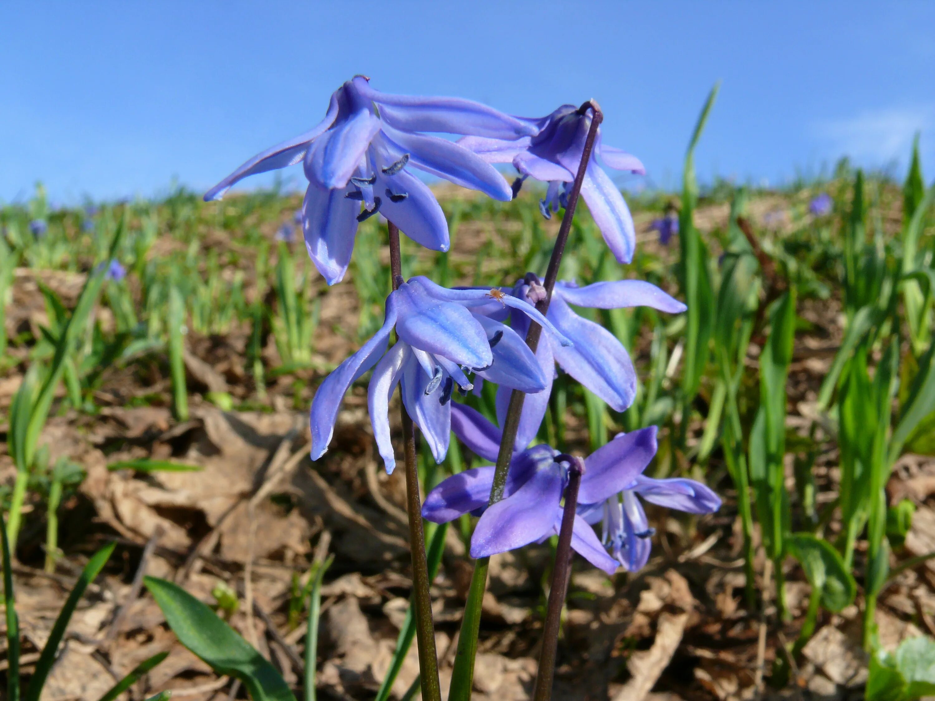 первоцветы адыгеи. первоцветы пятигорска. первоцветы краснодарского края. дальневосточные первоцветы. примула цветок первоцвет весенний.