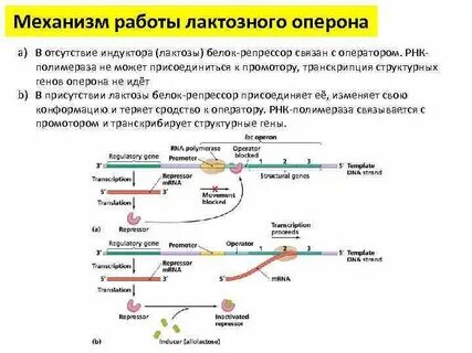 Оператор рнк