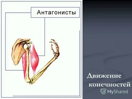 Урок опора и движение 8 класс