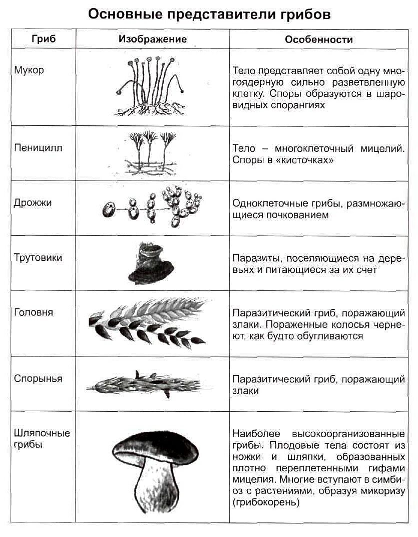 Типы грибов таблица. Таблица по биологии многообразие грибов. Строение грибов 5 класс биология таблица строение. Многообразие и значение грибов таблица.