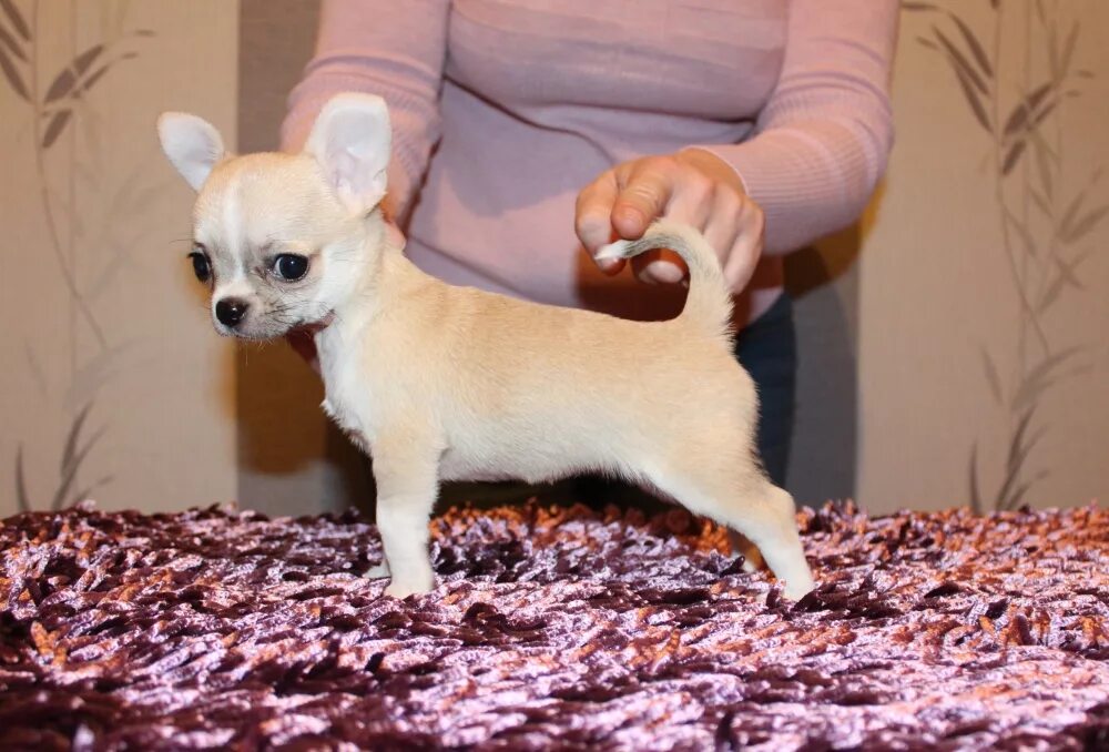 собака чихуахуа мини собачка. собачка чихуахуа. чихуахуа мини. мальчиков на породе чихуахуа. чихуахуа королевская карликовая.