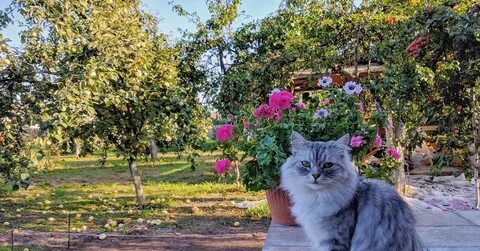 Коте в саде