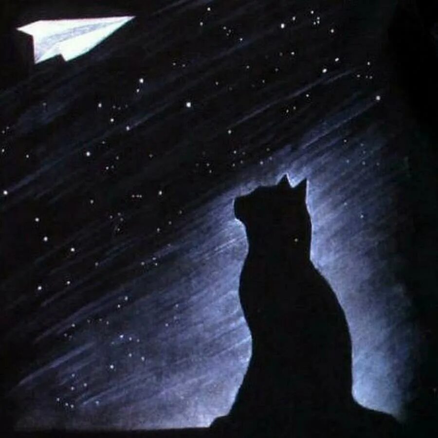 Ночной кот. Кот вечером. Кошка в темноте. Кот ночью. Кот сидит ночью.