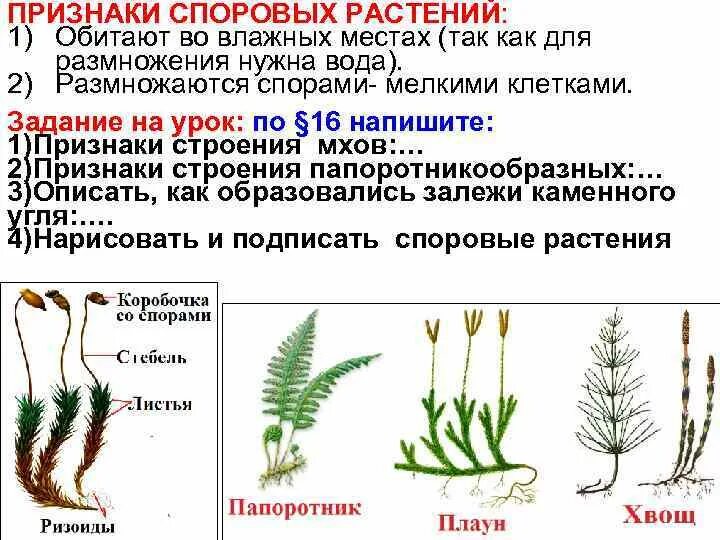 Папоротник в отличие от водорослей имеет. Классификация споровых растений схема. Задание высшие споровые растения. Высшие споровые растения строение. Споровое размножение папоротников.