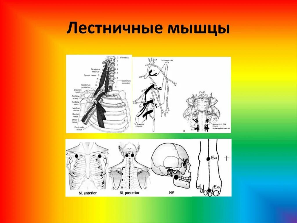 Ассоциативная операция. Прикладная кинезиология. Лестничные мышцы. Кинезиология лестничные мышцы. Тестирование лестничной мышцы.