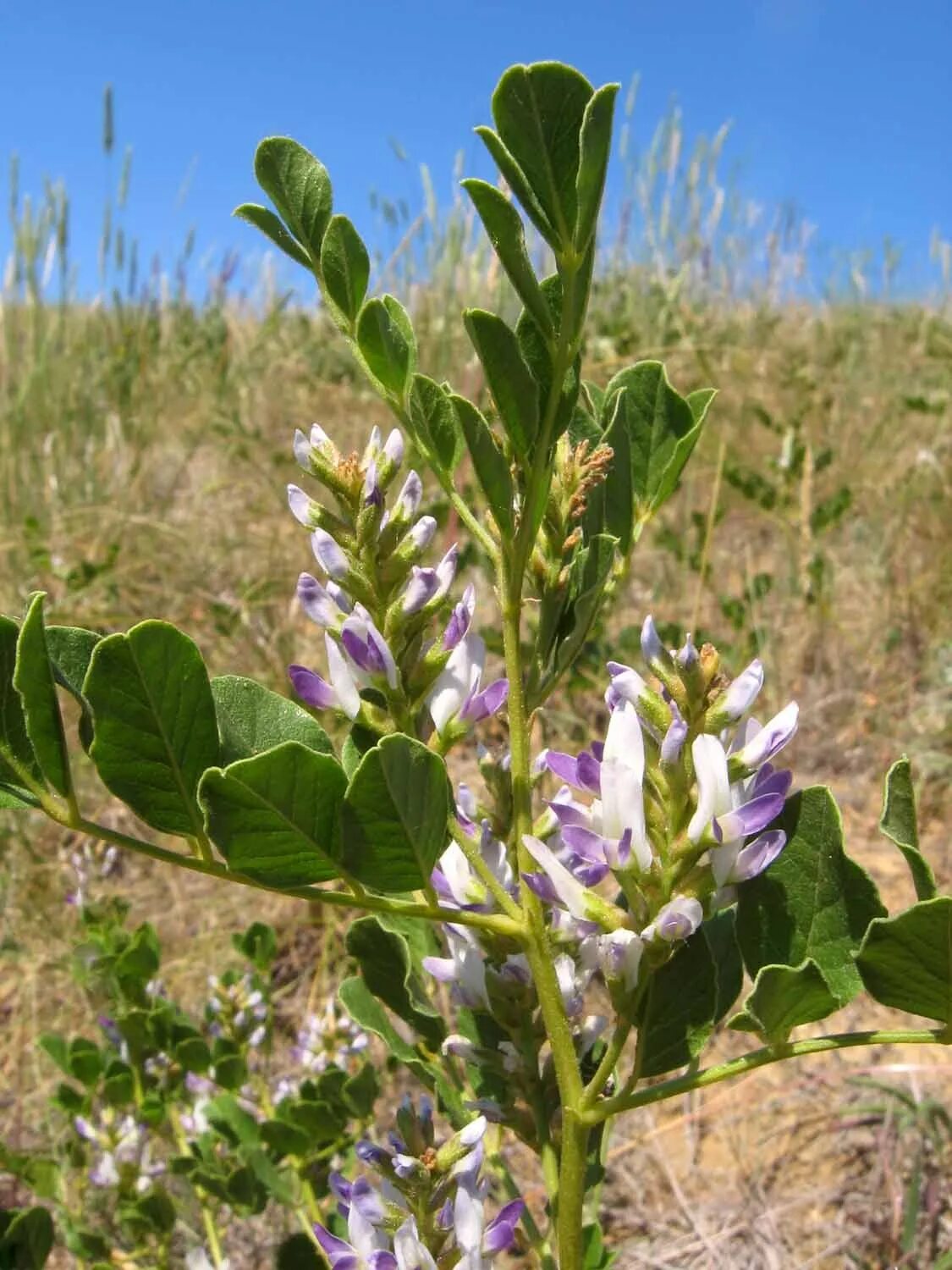 Как выглядит растение солодка. Солодка Забайкальская. Glycyrrhiza glabra. Солодка ежевидная. Трава солодки растения.