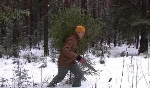 Лесничество где можно срубить елку