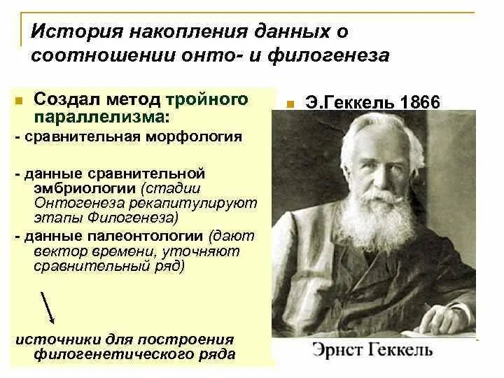 Методы изучения филогенеза. Метод тройного параллелизма Геккеля. Методы эволюционной морфологии метод тройного параллелизма Геккеля. Метод тройного параллелизма.